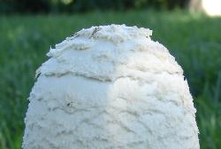 Amanita thiersii