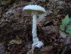 Amanita abrupta
