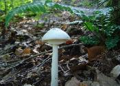Amanita bisporigera