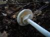 Amanita bisporigera