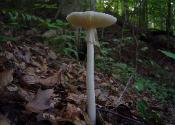 Amanita bisporigera