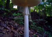 Amanita bisporigera