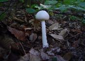 Amanita bisporigera