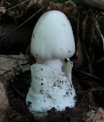 Amanita bisporigera
