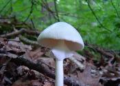 Amanita bisporigera