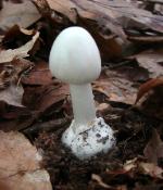 Amanita bisporigera
