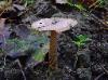 Amanita ceciliae