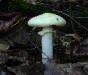 Amanita citrina