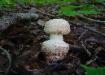 Amanita daucipes