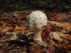 Amanita muscaria var. alba