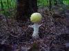 Amanita muscaria var. formosa