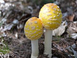 Amanita muscaria var. guessowii