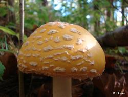 Amanita muscaria var. guessowii