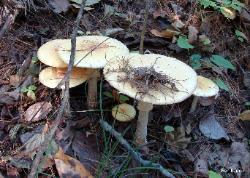 Amanita muscaria var. guessowii