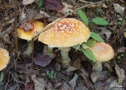 Amanita muscaria var. guessowii