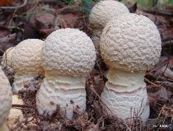 Amanita muscaria var. guessowii