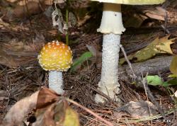 Amanita muscaria var. guessowii