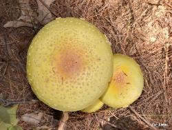 Amanita muscaria var. guessowii