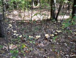 Amanita muscaria var. guessowii