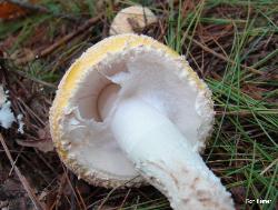 Amanita muscaria var. guessowii
