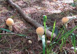 Amanita muscaria var. guessowii