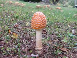 Amanita muscaria var. guessowii