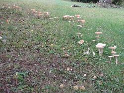 Amanita muscaria var. guessowii