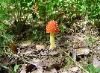 Amanita parcivolvata