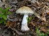 Rubescent Amanita