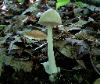 Amanita vaginata