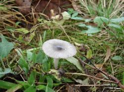 Amanita vaginata