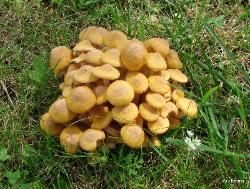 Armillaria tabescens