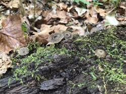 Arrhenia epichysium