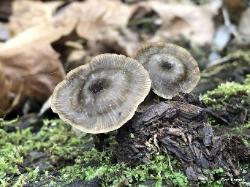 Arrhenia epichysium