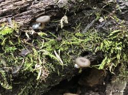 Arrhenia epichysium