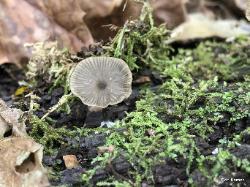 Arrhenia epichysium