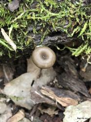 Arrhenia epichysium