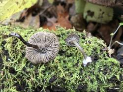 Arrhenia epichysium