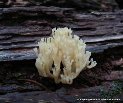 Artomyces pyxidatus