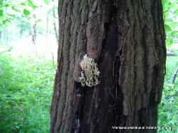 Artomyces pyxidatus