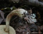Leccinum longicurvipes