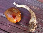 Leccinum longicurvipes KOH reaction