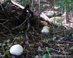 Calvatia gigantea