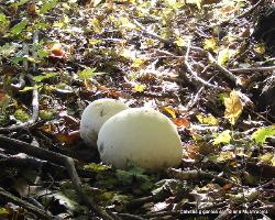Calvatia gigantea