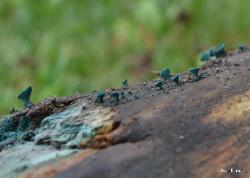 Chlorociboria aeruginascens