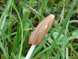 Conocybe deliquescens