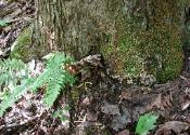 Coprinellus disseminatus