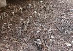 Coprinellus flocculosus