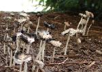 Coprinellus flocculosus