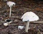 Coprinellus flocculosus